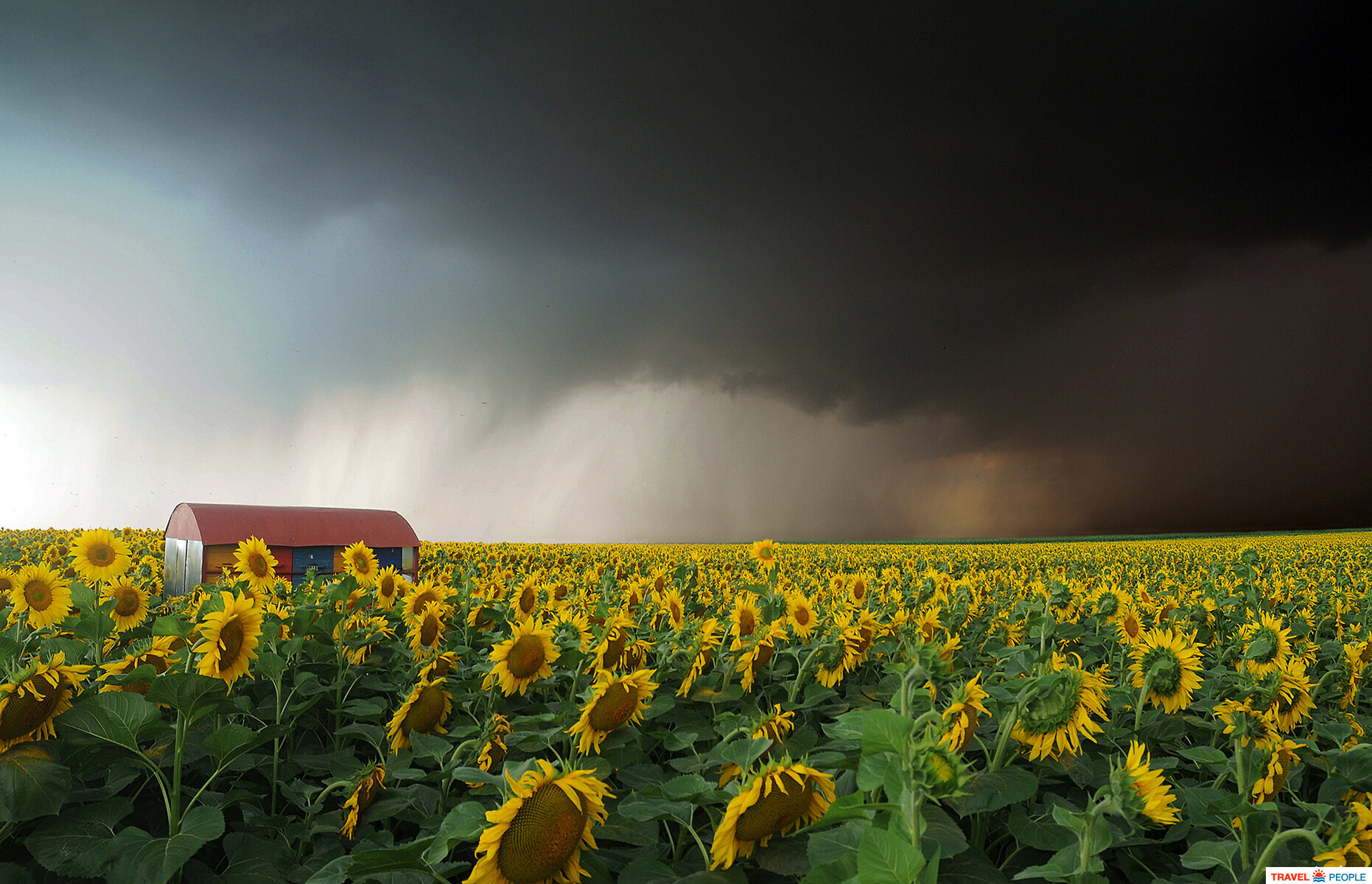 Drama over the sunflower field